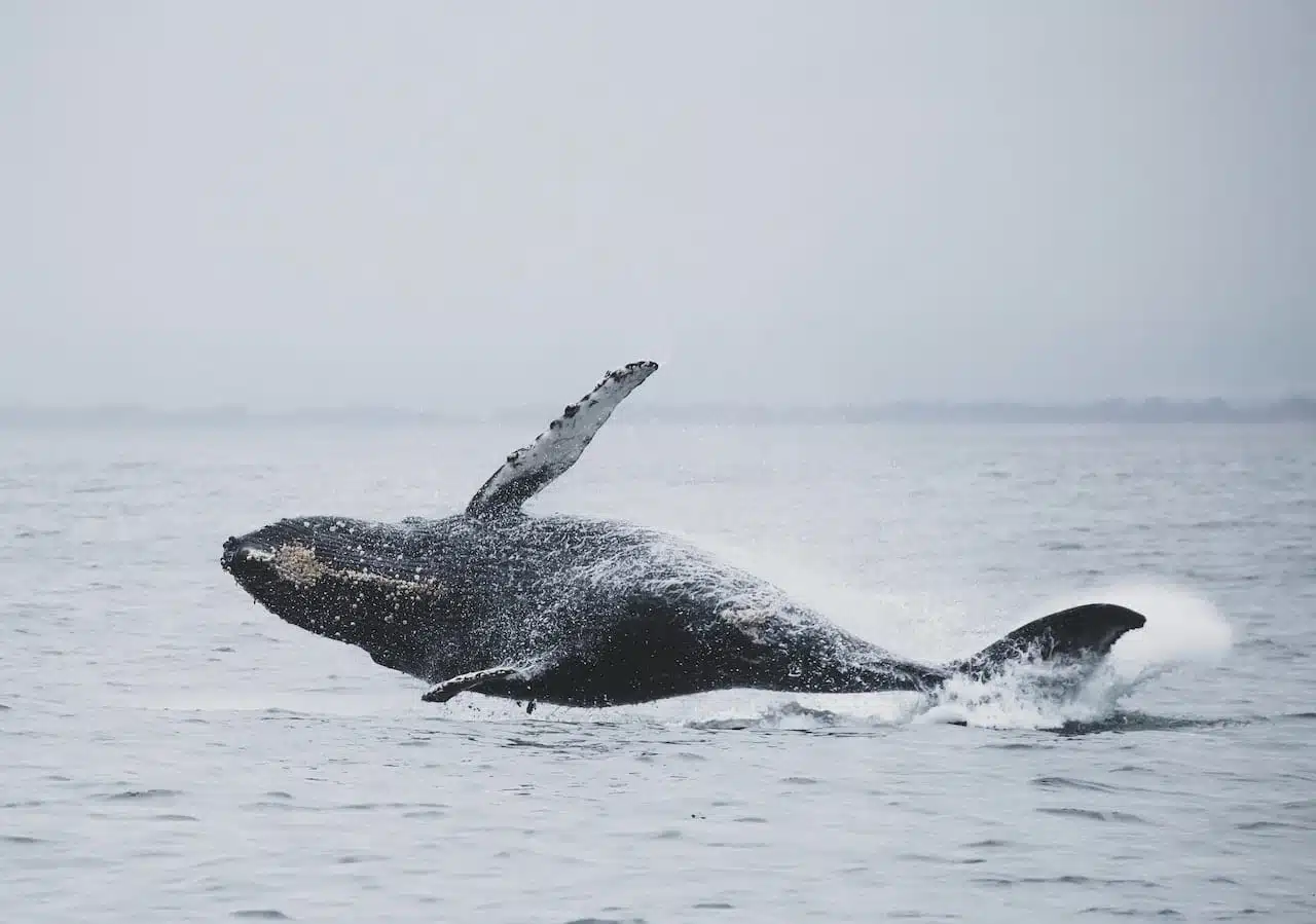 Pourquoi dit-on que les baleines ne sont pas des poissons ?