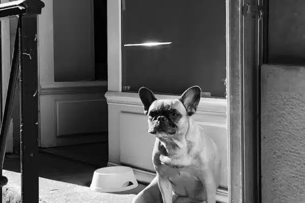 Les accessoires de voyage indispensables pour les propriétaires d’animaux de compagnie