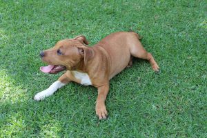 Staffordshire Bull Terrier : caractère, santé et alimentation