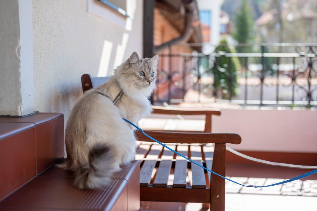 a cat sitting on a chair