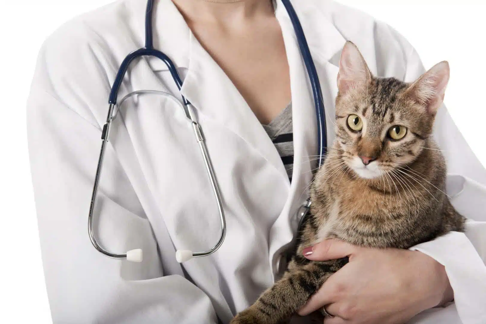 Ou vacciner un chat gratuitement ?