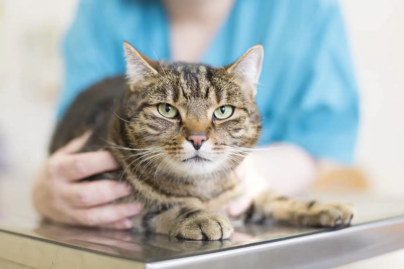 vacciner un chat gratuitement