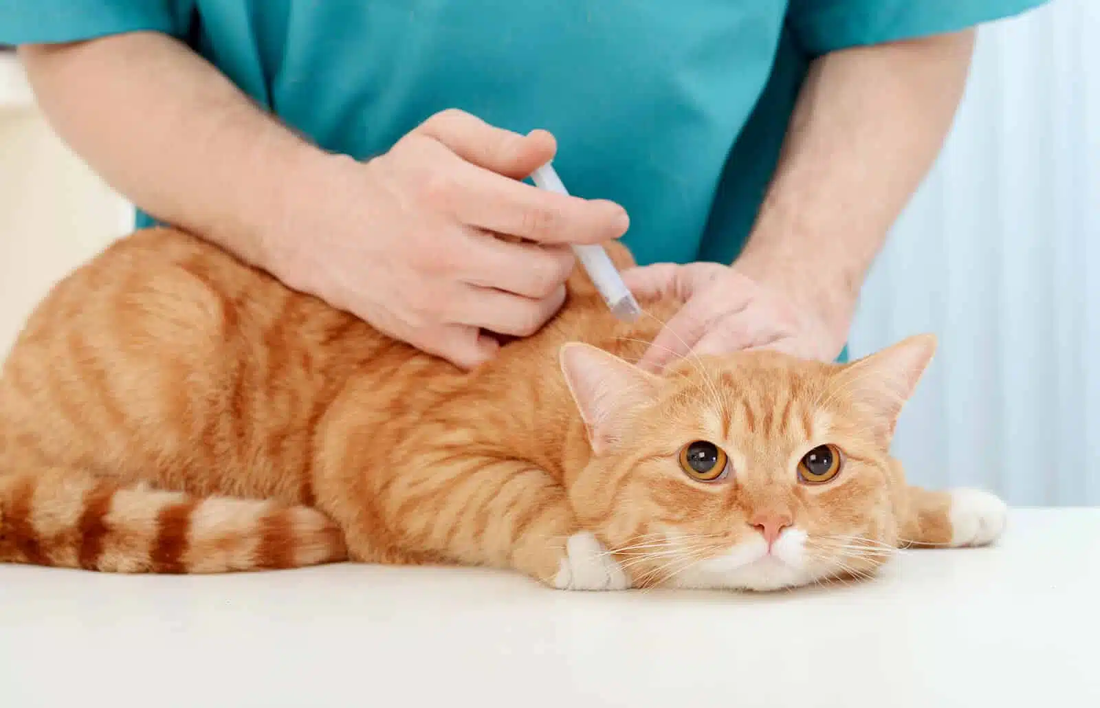 faire vacciner son chat